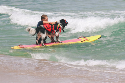 Captain Jack the Water Safety Awareness K9