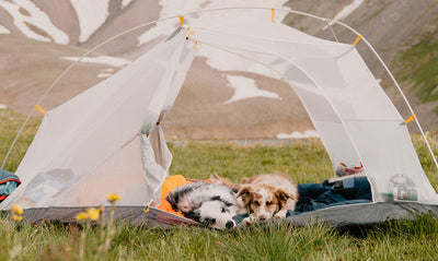 How to Find a Dog-Friendly Campsite