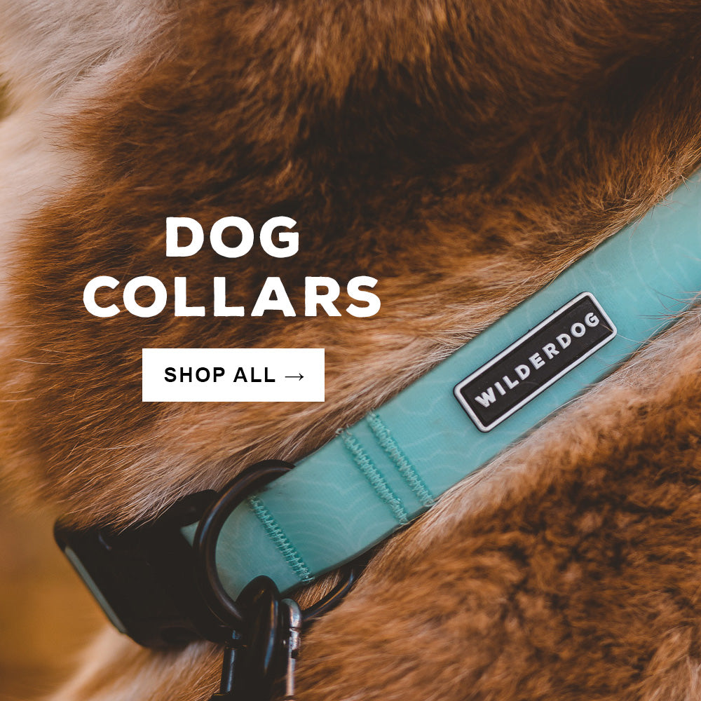 Wilderdog Gear for Dogs on Adventures