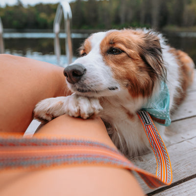 A dog wearing a multicolored collar and a blue bandana, complemented by the Sienna Ultralight Leash—known for its strong nylon webbing and swiveling carabiner attachment—relaxes with its paws resting on a person’s legs. The scene unfolds outdoors on a wooden deck near a body of water, surrounded by trees. The person is dressed in shorts and a swimsuit top.