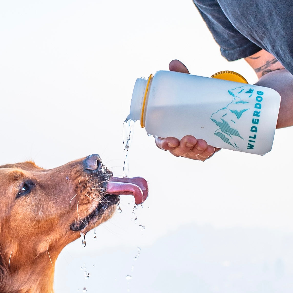 A person is pouring water from a white Wilderdog Nalgene, which is BPA/BPS-free, for a golden retriever dog eagerly drinking with its tongue out. The background is light and slightly blurred.