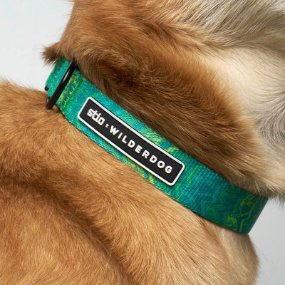 Close-up of a dog's neck wearing a colorful teal Wilderdog x Stio Ultralight Collar made from durable, lightweight nylon webbing with a black and white tag reading "Sto × Wilderdog." The dog's fur is light brown.