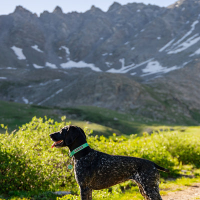 A dog with a dark coat speckled with white stands in a lush green field, facing left, with a mountainous landscape in the background. The dog wears a Wilderdog x Stio Ultralight Collar made from durable, lightweight nylon webbing and has its tongue out, possibly panting. Patches of snow are visible on the mountains.