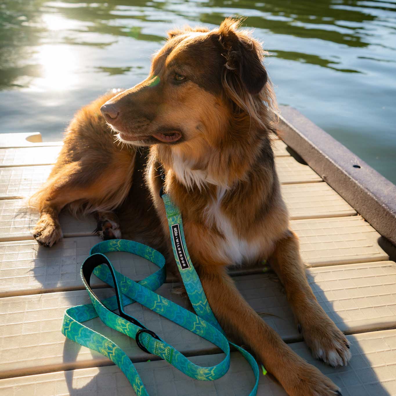 A brown and white dog with a Wilderdog x Stio Ultralight Leash, featuring a Teton-inspired green and blue pattern, is lying on a dock by the water. The dog is looking to the left, as sunlight reflects off the water in the background.