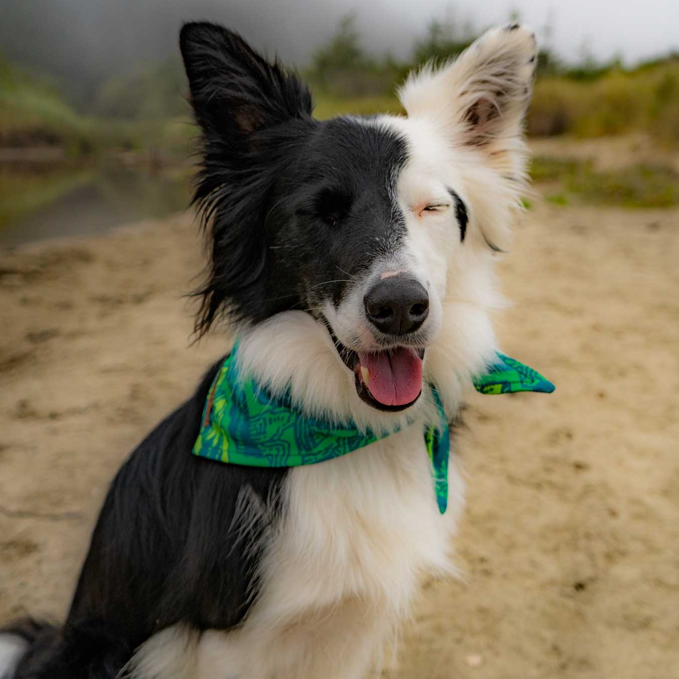 A happy black-and-white dog with one ear standing up and the other folded sits on a sandy beach, wearing a bright green Wilderdog x Stio Bandana. Its mouth is open, tongue out, and one eye is slightly closed as if winking. The background is blurry, showing some greenery and water—a perfect day for active pups!