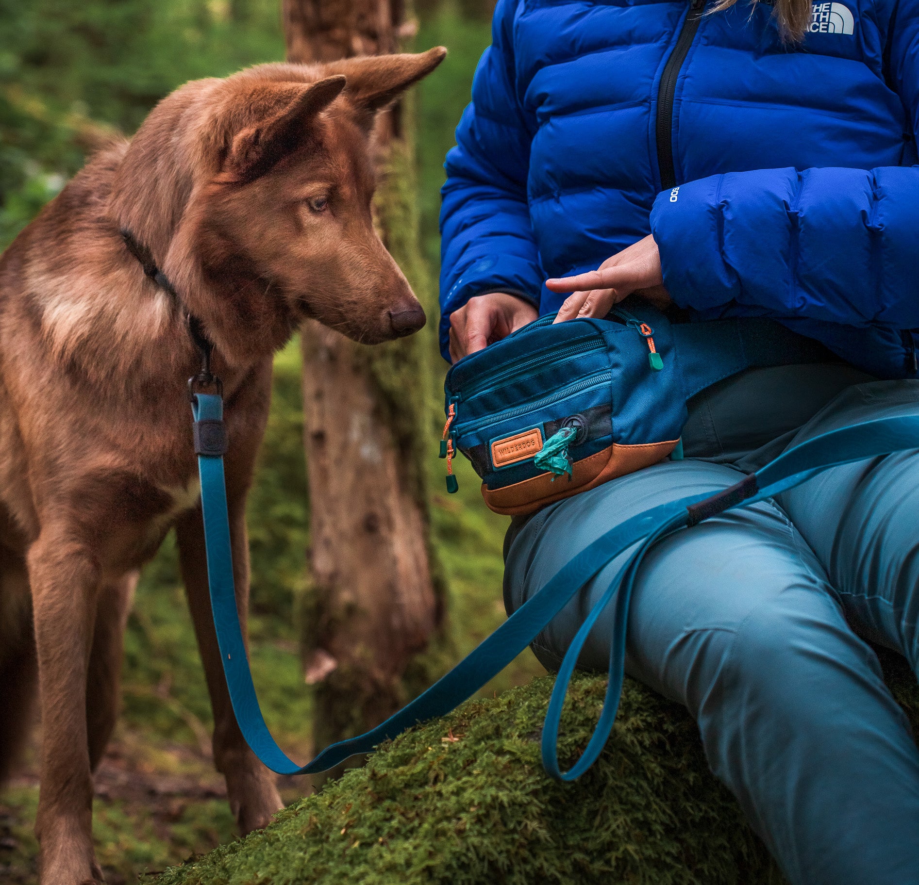 Dog climbing clearance gear