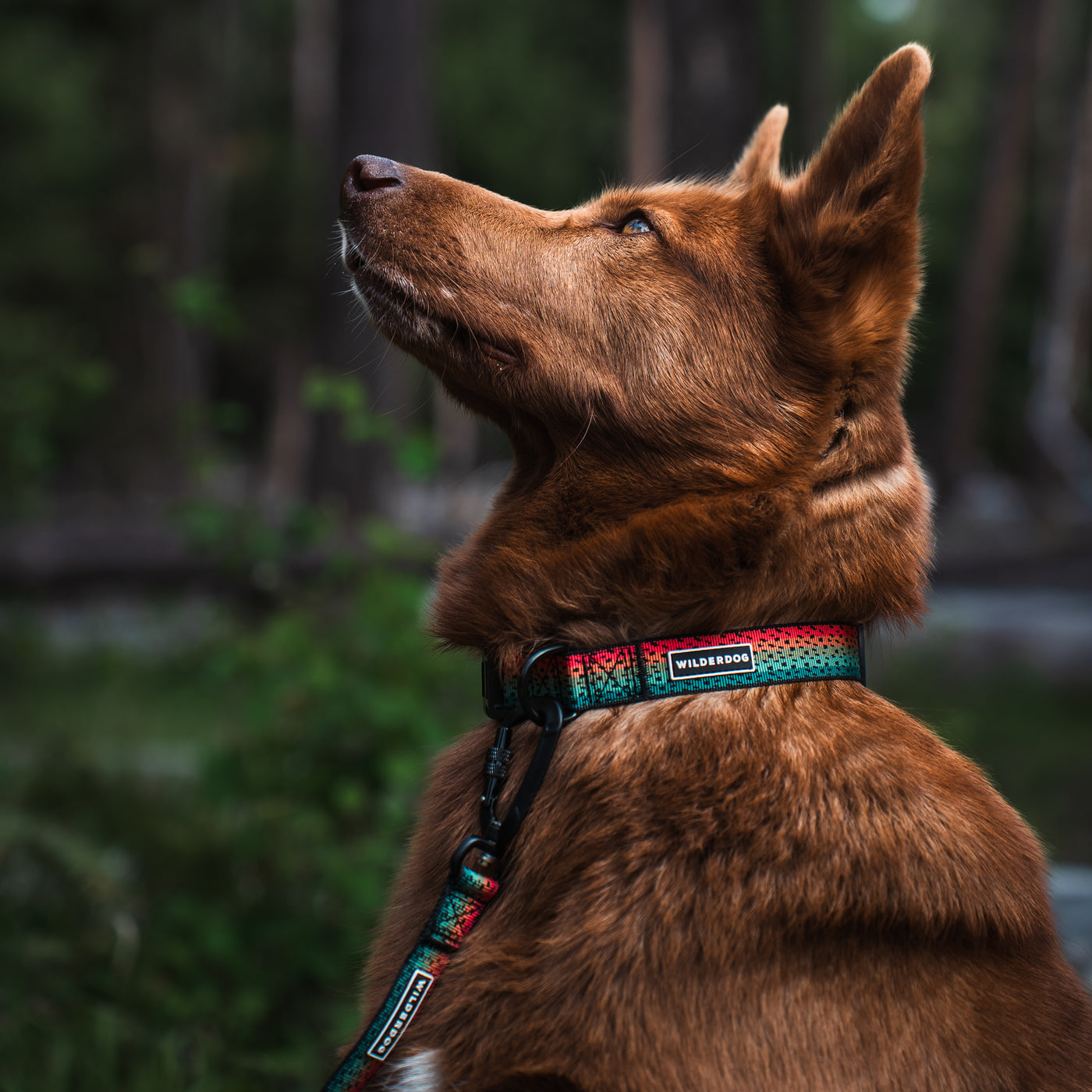 A brown dog with upright ears looks upward while standing outdoors, wearing a Trout Ultralight Collar that features a colorful pattern made from ultralight nylon webbing and a matching leash. The background is blurred, showing green foliage and trees, suggesting a forest or wooded area.