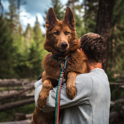 A person in a grey sweater holds a large, fluffy brown dog with pointy ears and a Trout Ultralight Leash attached to an aluminum carabiner. They are standing in a forest with greenery and trees in the background. The dog looks directly at the camera with an alert expression.