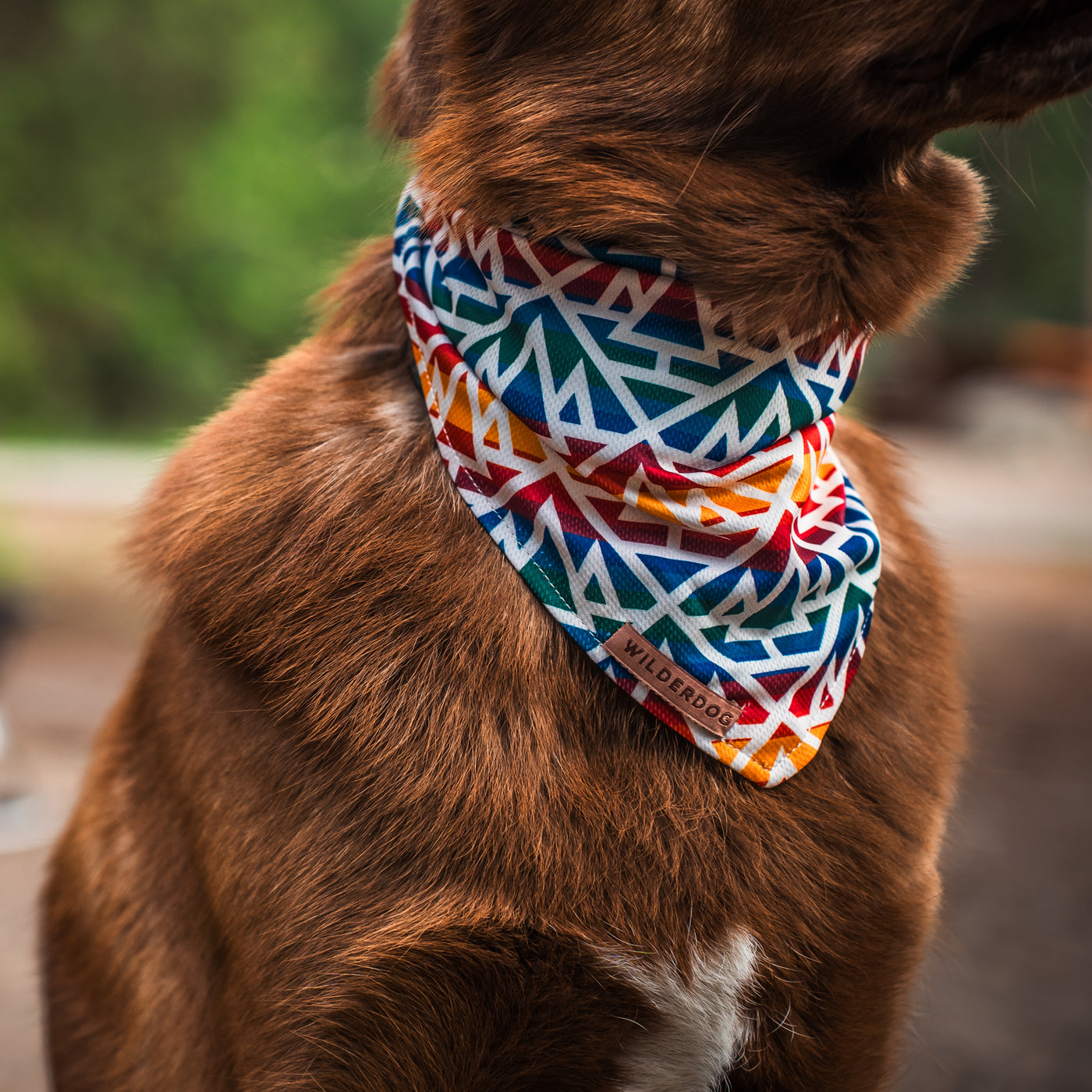 A close-up of a brown dog wearing the Rainbow Bandana, a colorful, lightweight poly-blend accessory with a geometric pattern. The bandana features red, blue, yellow, and white shapes along with a label that reads "Wilderdog." This cooling bandana enhances your dog's trail gear. The background is softly focused with greenery.