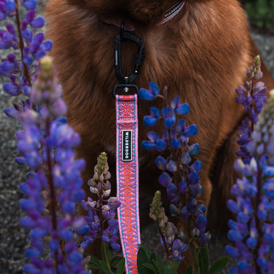 A close-up of a brown-furred dog standing among blooming purple lupine flowers, wearing the Lilac Ultralight Leash with a black carabiner clip attached to its collar. The leash showcases vibrant red and blue hues. Only part of the dog's face and body is visible.