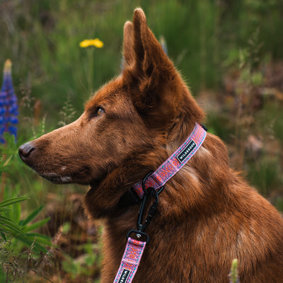 Brown dog in a colorful Lilac Ultralight Collar sits on green grass with purple flowers.