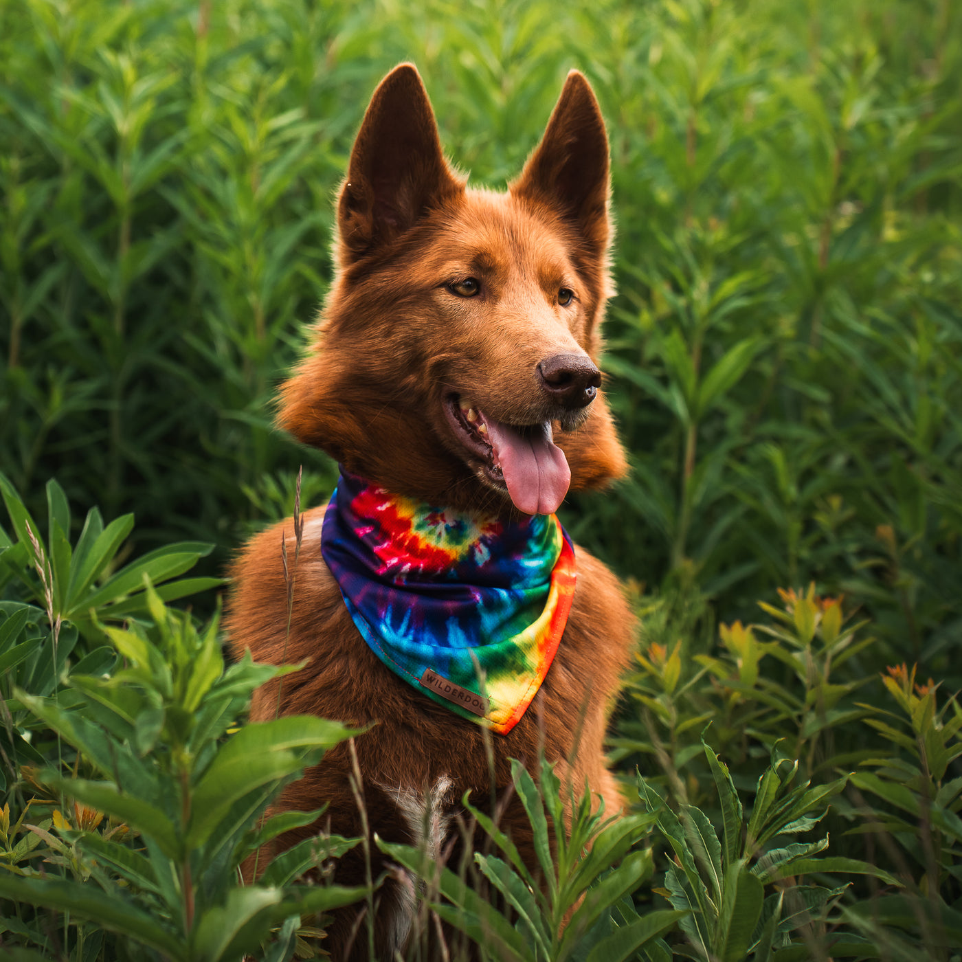 A reddish-brown dog with pointed ears sits among lush green plants along a scenic trail. The dog is wearing a colorful Tiedye Bandana around its neck and looks alert with its tongue out. The greenery surrounding the dog creates a vibrant, lively backdrop.