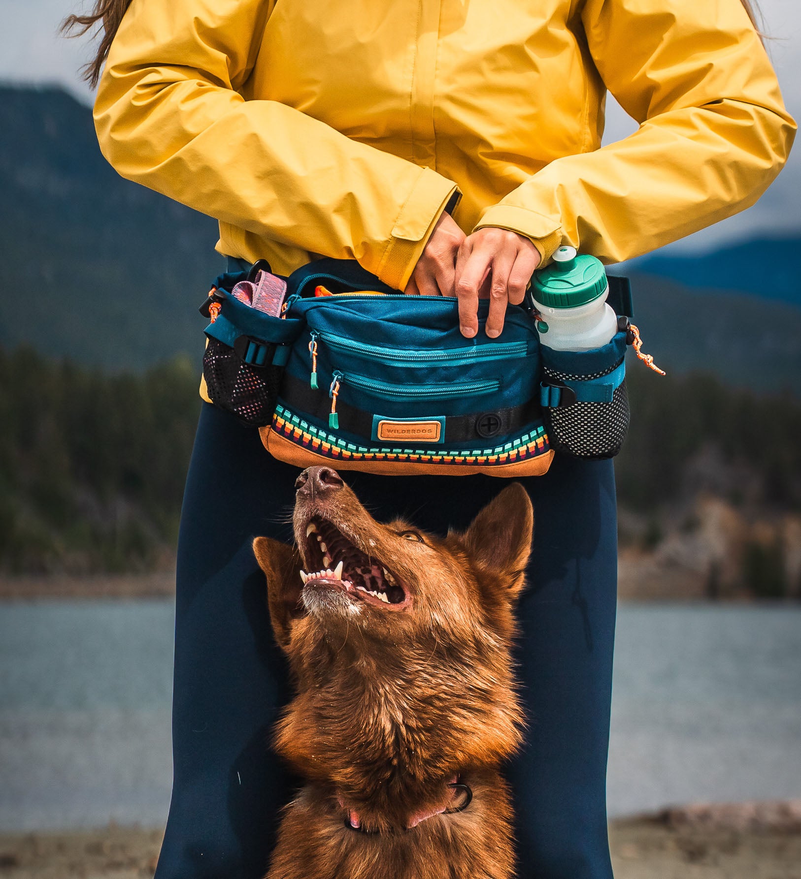 Adventure dog gear hotsell