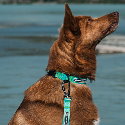 A brown dog wearing a durable, turquoise Wilderdog x Stio Ultralight Collar and leash made of lightweight nylon webbing sits by the water, gazing upwards with ears perked. The background features a calm, blue body of water and distant land.