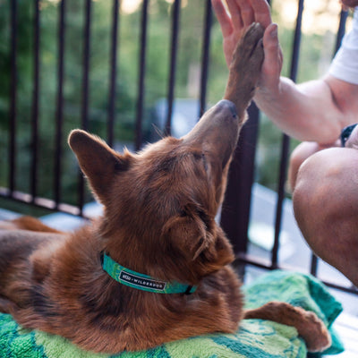 A brown dog wearing a Wilderdog x Stio Ultralight Collar, crafted from durable, lightweight nylon webbing with the word "Wildwood" on it, is lying on a green towel and giving a high-five to a person's hand. The scene takes place on a balcony with a blurred background of trees.