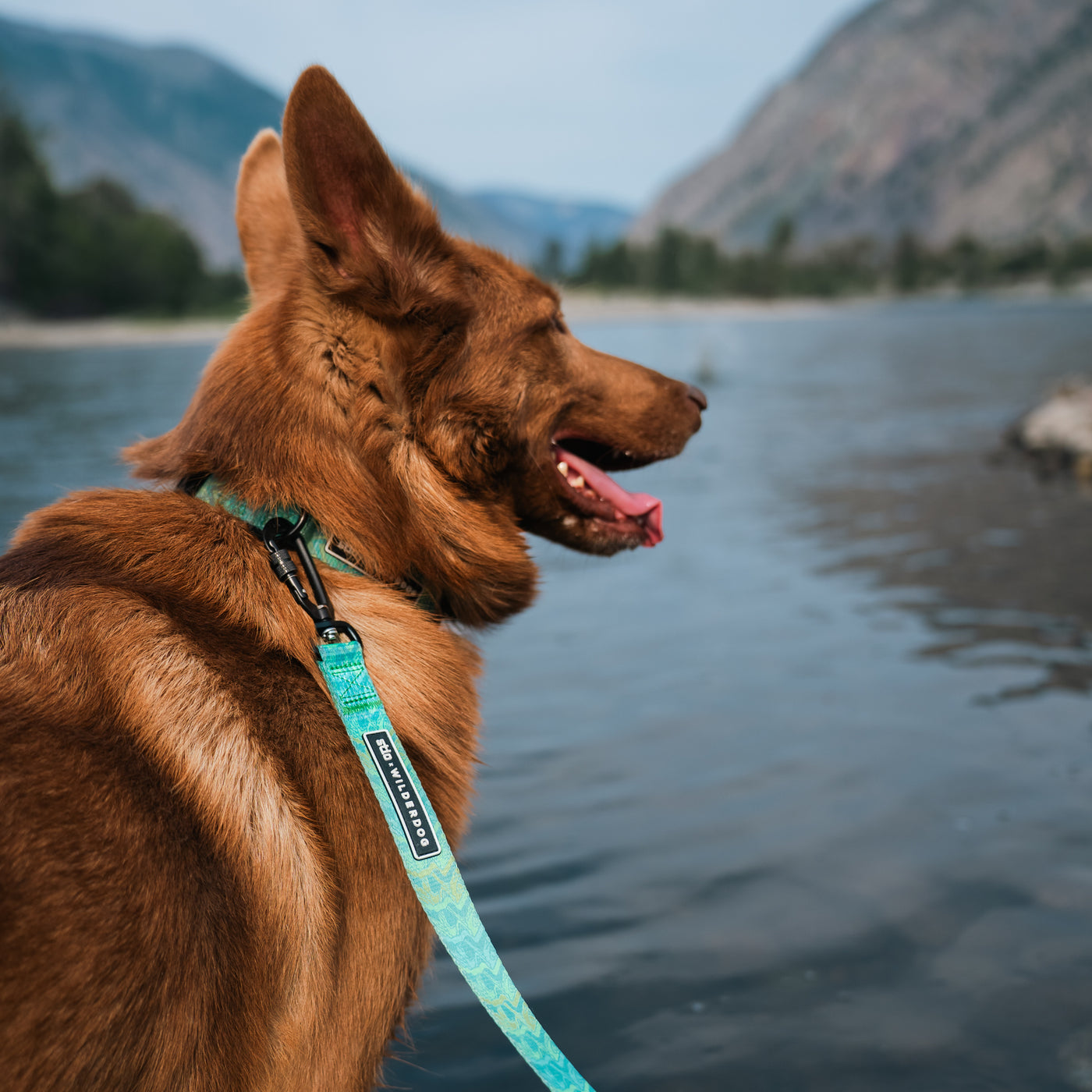 A brown dog with large ears is sitting by a calm river, wearing a teal Wilderdog x Stio Ultralight Leash. In the background, there are mountains partially covered with trees under a clear blue sky. The dog is panting and looking into the distance.