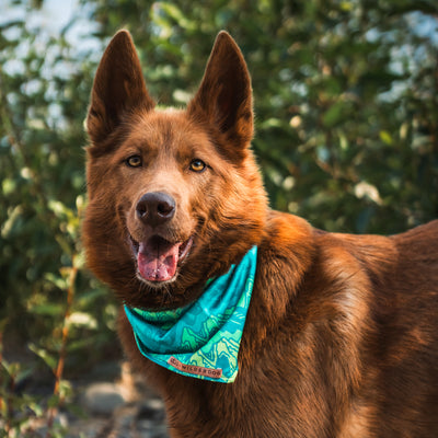 A brown dog with tall ears is wearing a Wilderdog x Stio Bandana around its neck. The dog stands outdoors with a blurred background of green foliage. Its mouth is open, and it appears to be panting or smiling, embodying the spirit of active pups.