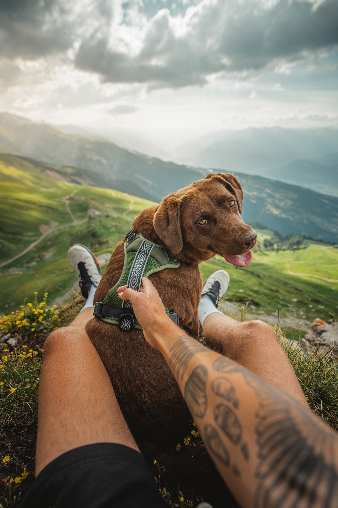 Adventure dog outlet collar