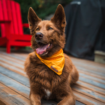 A fluffy brown dog with perky ears is lying on a wooden deck. The dog, sporting a quick-drying fall Mustard Bandana, has its mouth open, tongue hanging out, appearing happy. In the background, there is a bright red Adirondack chair and a black grill cover.