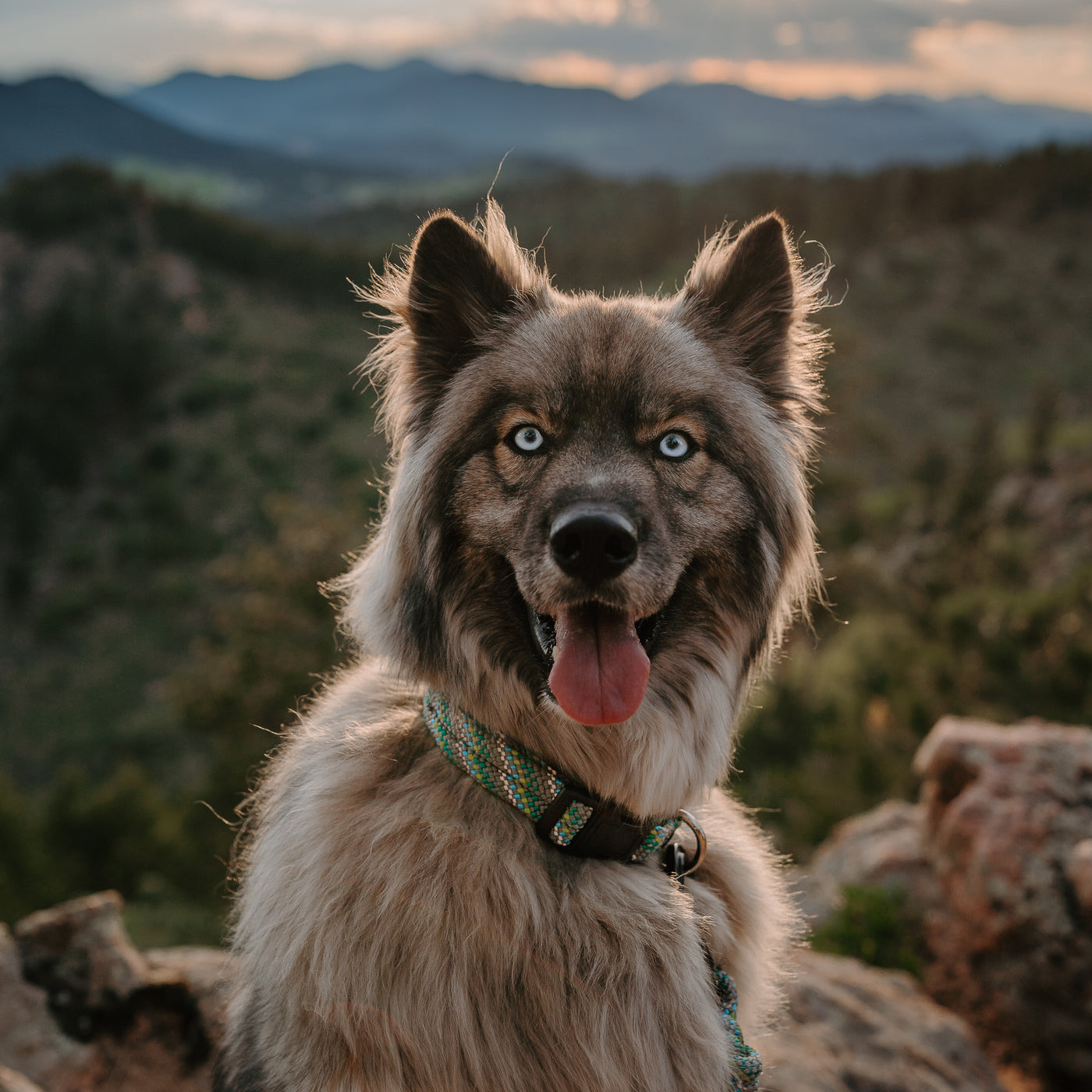 A fluffy dog with striking blue eyes, wearing the Alpine Reflective Collar in green, sits on a rocky outcrop with a mountainous landscape in the background. The dog is looking directly at the camera with its tongue out, and the setting sun illuminates the scene.