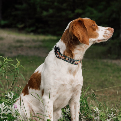 A white and brown dog with a Rainbow Ultralight Collar is sitting on the grass in an outdoor setting, facing to the right with its eyes closed. The collar features ultralight nylon webbing secured by a heavy-duty plastic clip. The background is filled with green vegetation and trees.