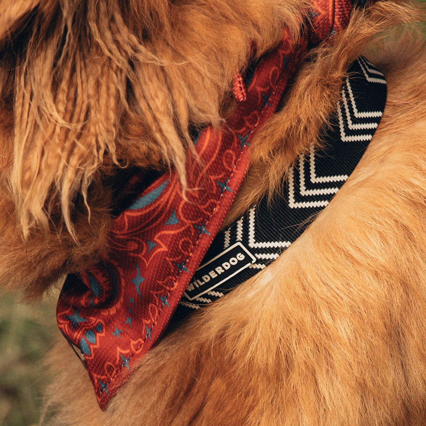 Close-up of a dog wearing an Orca Ultralight Collar from the Ultralight Collection, featuring a black and white zigzag pattern and a "Wilderdog" tag, along with a red and blue paisley-patterned bandana tied around its neck. The dog's fur is a warm golden color.