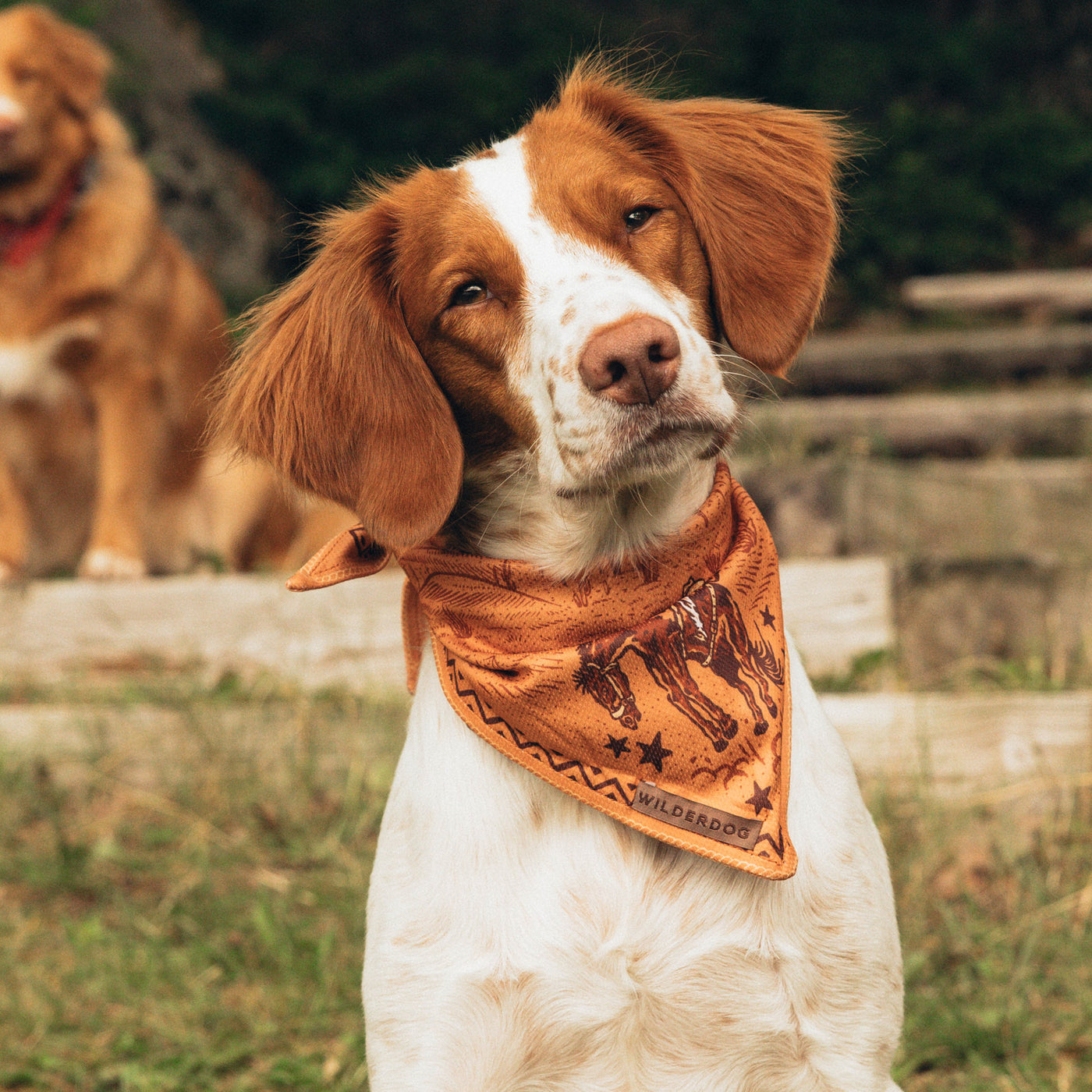 A brown and white dog with floppy ears and a tilted head sports the lightweight, quick-drying Cowpoke Bandana in orange, adorned with a pattern. Another dog, sitting on wooden steps surrounded by grass and trees in the blurry background, highlights the charm of this canine-filled scene.