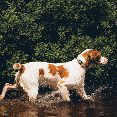 A white and brown dog walks through a shallow stream with water splashing around its legs, wearing a Rainbow Ultralight Collar. The dog appears to be enjoying the water on a sunny day, with dense green foliage in the background.