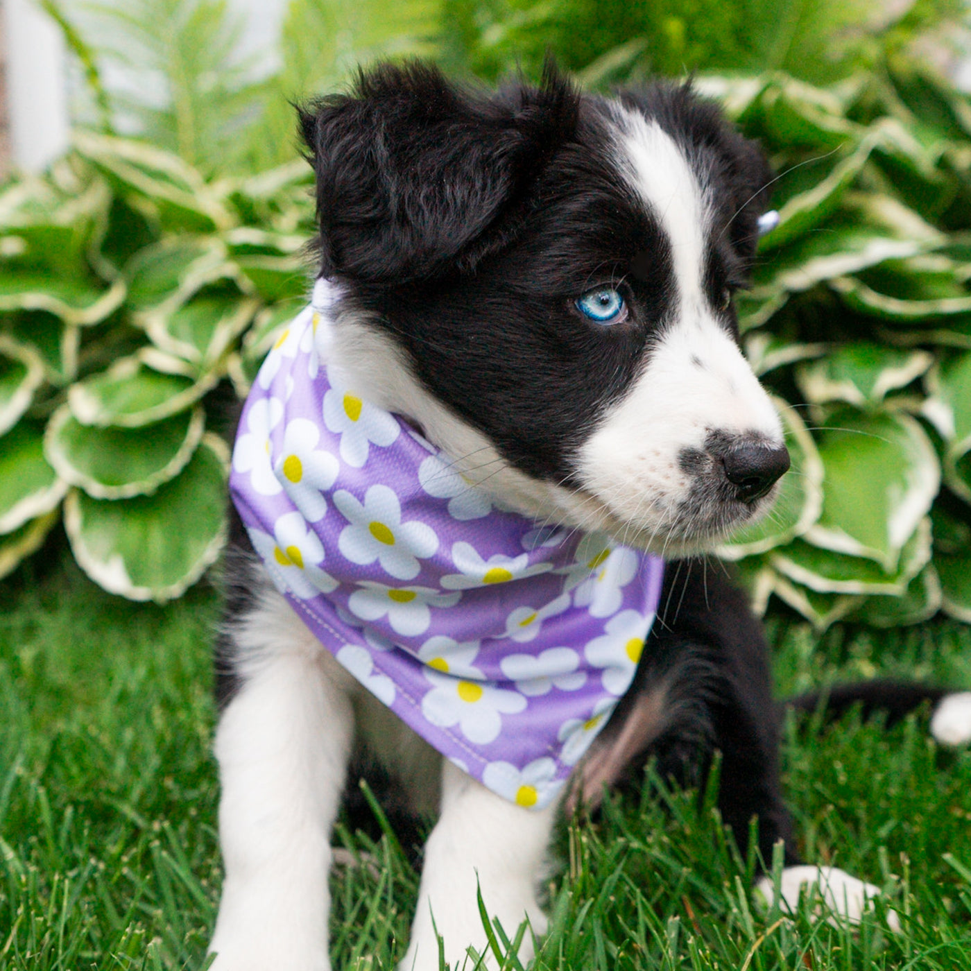 A black and white puppy with striking blue eyes sits on lush green grass, wearing a Daisy Bandana in purple adorned with white daisies. In the background, there are green leafy plants with white-edged leaves. The puppy looks to the side, appearing curious – perfect for exploring new dog trail gear.