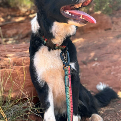 A black and white dog with a pink nylon webbing collar and a Trout Ultralight Leash, featuring an aluminum carabiner, sits on reddish rocky ground. The dog is panting with its tongue out, looking content. Grasses and a blurred natural background suggest an outdoor setting.