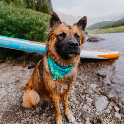 A large, brown and black dog with a fluffy coat and ears stands on a rocky shore of a lake wearing one of the Wilderdog x Stio Bandanas. Behind the dog, there is a paddleboard with a paddle resting on it, framed by tall green trees and mountains in the background.