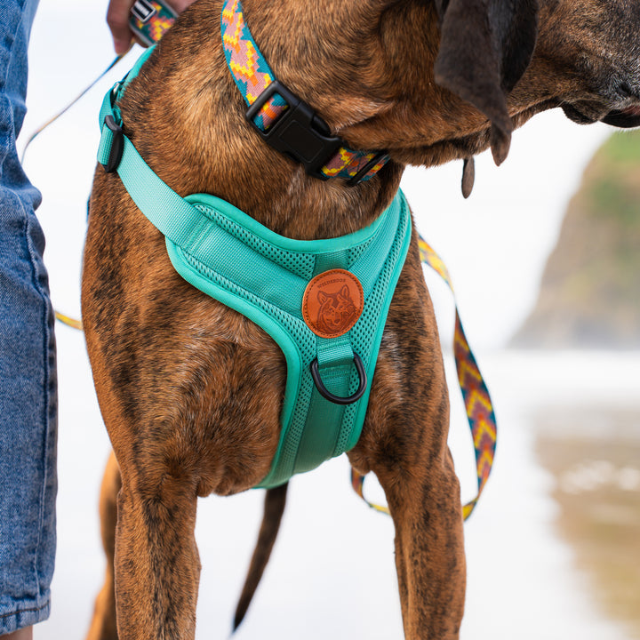 Best puppy harness 2019 best sale