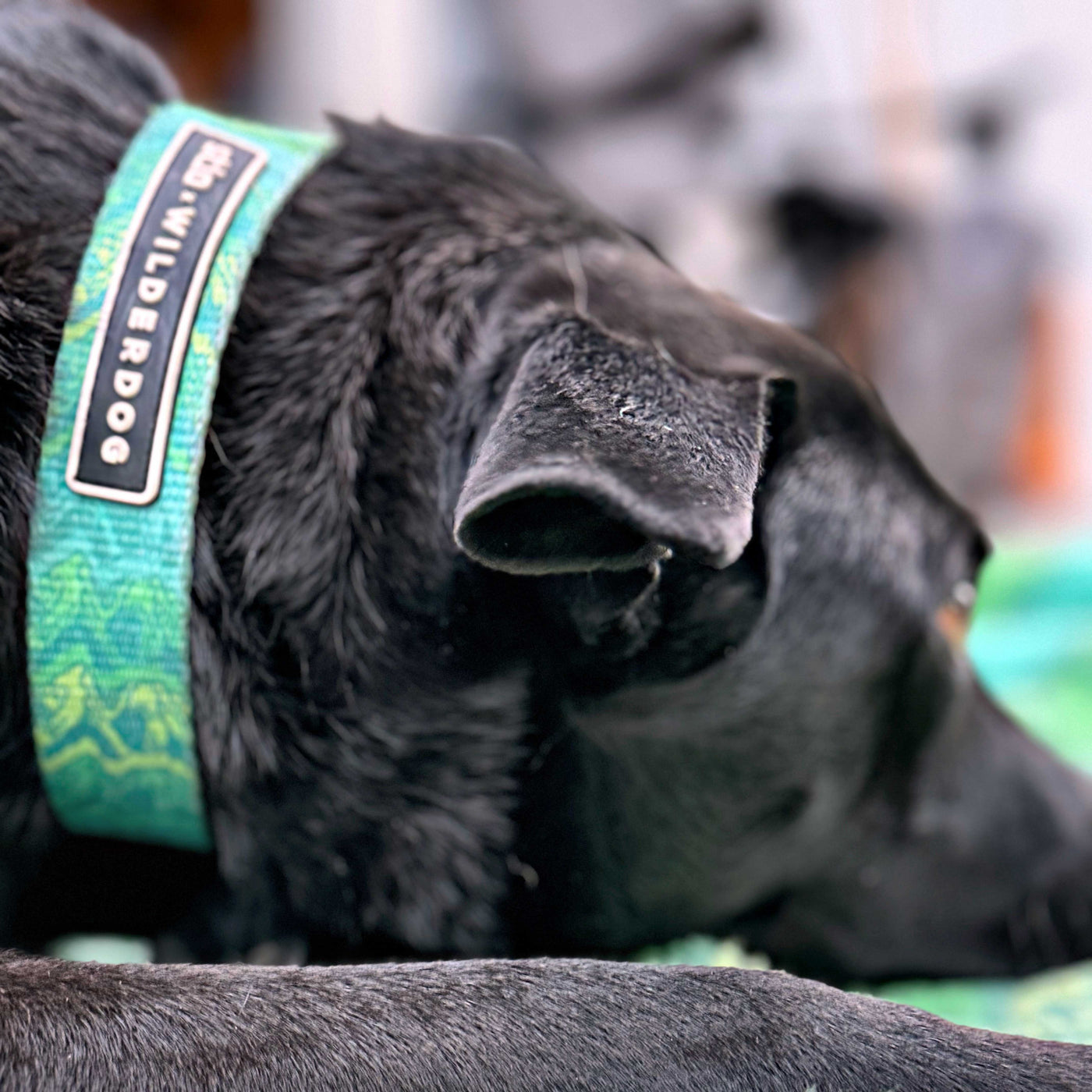 Close-up of a black dog lying down on a green surface. The dog is wearing the Wilderdog x Stio Ultralight Collar, made from durable, lightweight nylon webbing and featuring a brand tag that reads "Wilderdog." The focus is on the dog's head and collar, while the background appears blurred.