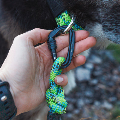 A hand holding the green and blue braided end of the Lime Reflective Small Carabiner Leash, secured by a black carabiner clipped to a dark-furred dog's collar. This reflective leash, made from rock climbing rope, ensures both strength and visibility for your furry friend.