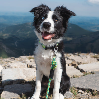 A black and white dog with a Lime Reflective Quick Clip Leash sits on a rocky surface with a mountain range in the background. One of its eyes is blue, while the other is brown. The dog has a happy expression with its tongue out.