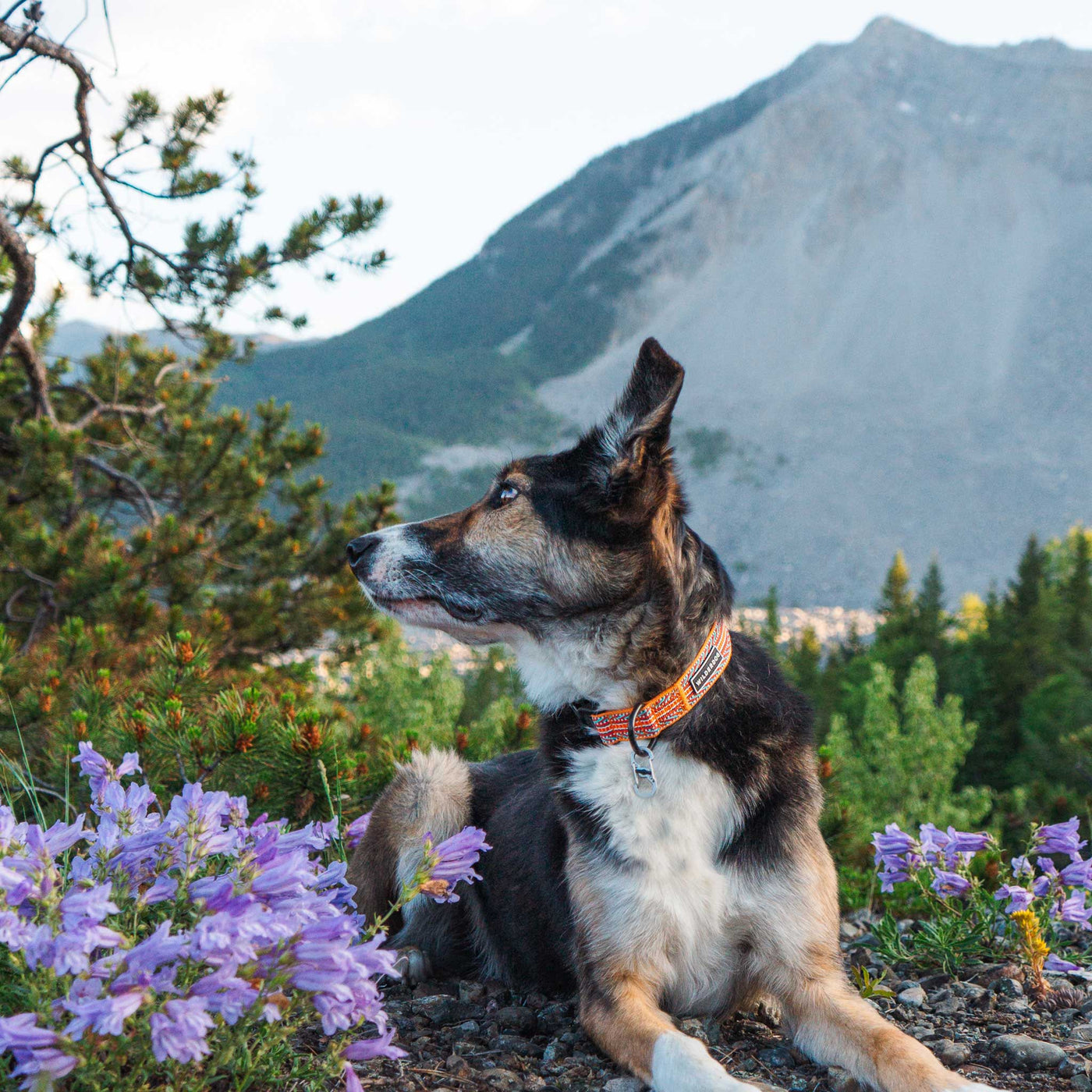 A dog with a brown and black coat, wearing a Sienna Ultralight Collar made from ultralight nylon webbing, rests among blooming purple wildflowers. In the background, a lush green forest and a towering mountain peak create a picturesque scene. The dog looks away, appearing calm and content.