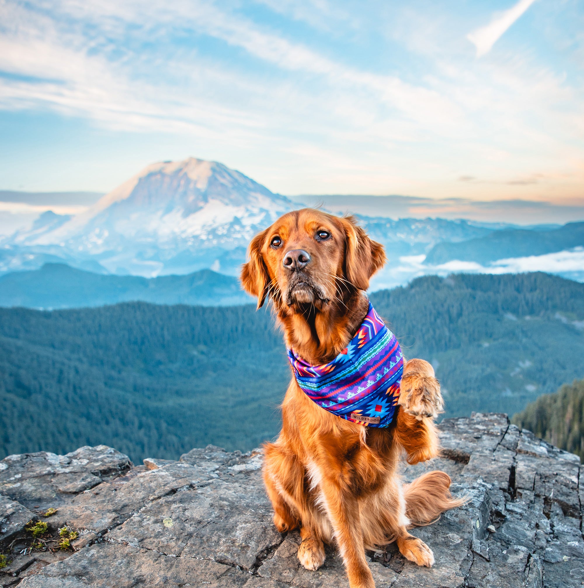 Wilderdog | Gear for Dogs on Adventures