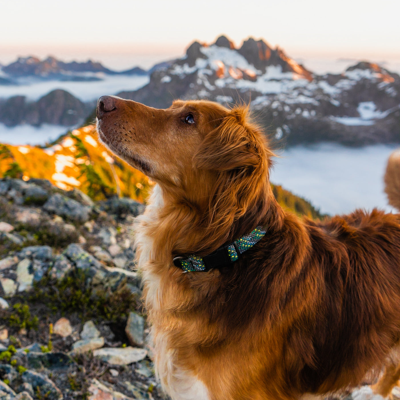 Wearing an Alpine Reflective Collar, a brown dog with a thick coat looks up while standing on a rocky mountain terrain with snow-capped peaks and a layer of clouds in the background during sunset or sunrise.