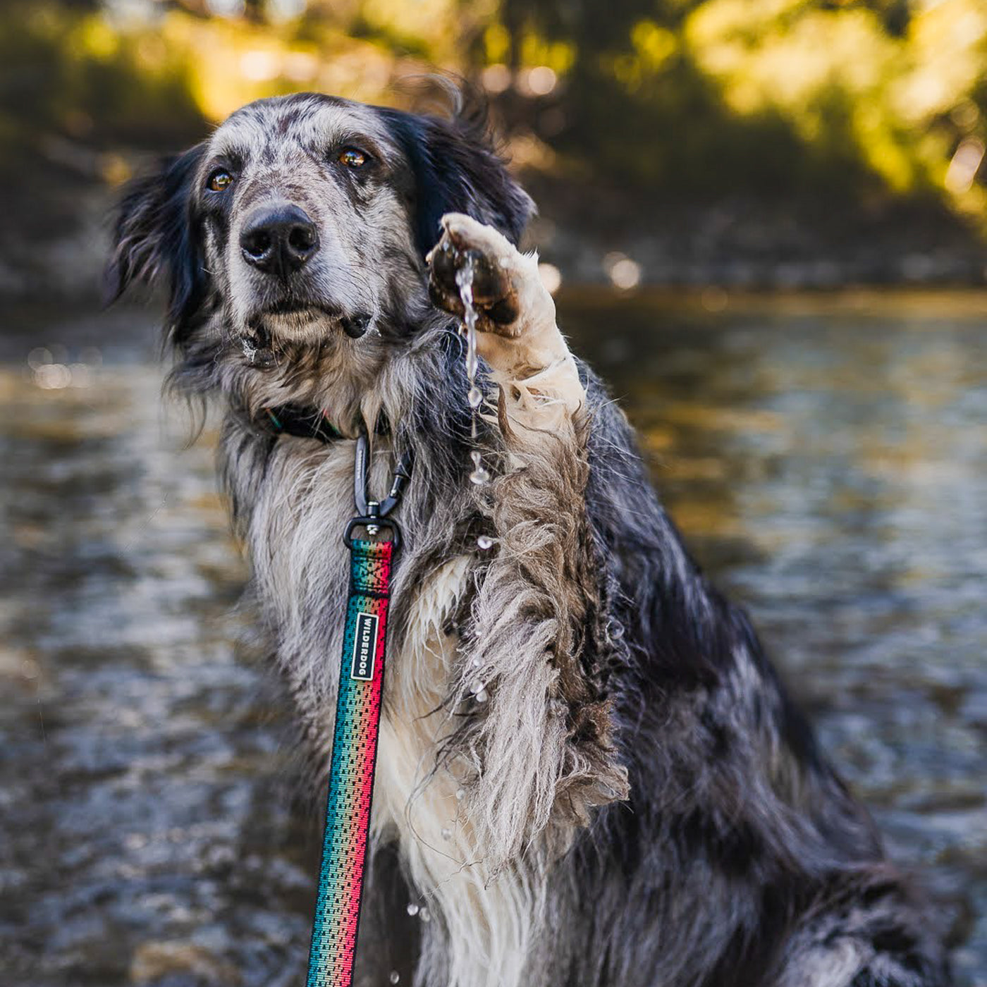 A fluffy dog stands in a shallow stream, lifting its wet paw as water drips from it. The dog has a mix of gray and black fur and sports the Trout Ultralight Leash made of durable nylon webbing. The background is filled with blurred greenery, bathed in soft sunlight.