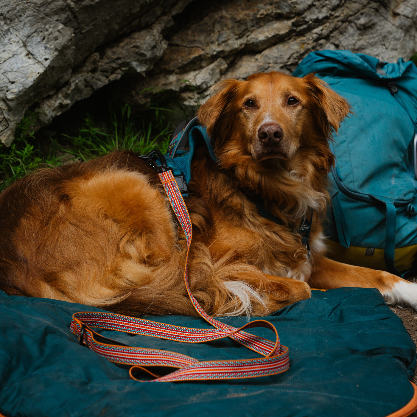 A brown dog with a fluffy coat lies on a teal blanket next to a large blue backpack. The dog, wearing a harness with the Sienna Ultralight Leash and an aluminum carabiner attachment, has its leash partially visible. The background features rocky terrain with some green grass. The dog appears alert and relaxed.