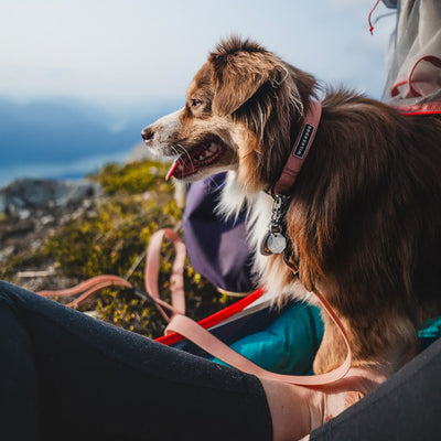 A happy brown and white dog with a durable Guava Waterproof Collar sits next to a person on a hillside overlooking a scenic, foggy landscape. The dog is facing forward with its tongue slightly out, appearing content. The person, wearing dark pants, is partially visible at the bottom of the image.