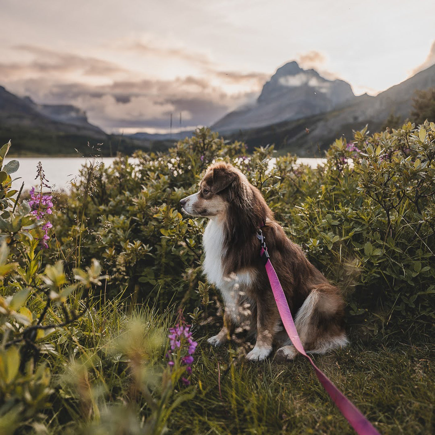 A small, fluffy brown and white dog sits amidst lush green bushes with purple flowers, gazing into the distance. The dog's Plum Waterproof Leash is pink. The backdrop features a serene lake and towering mountains under a cloudy sky at either sunrise or sunset.