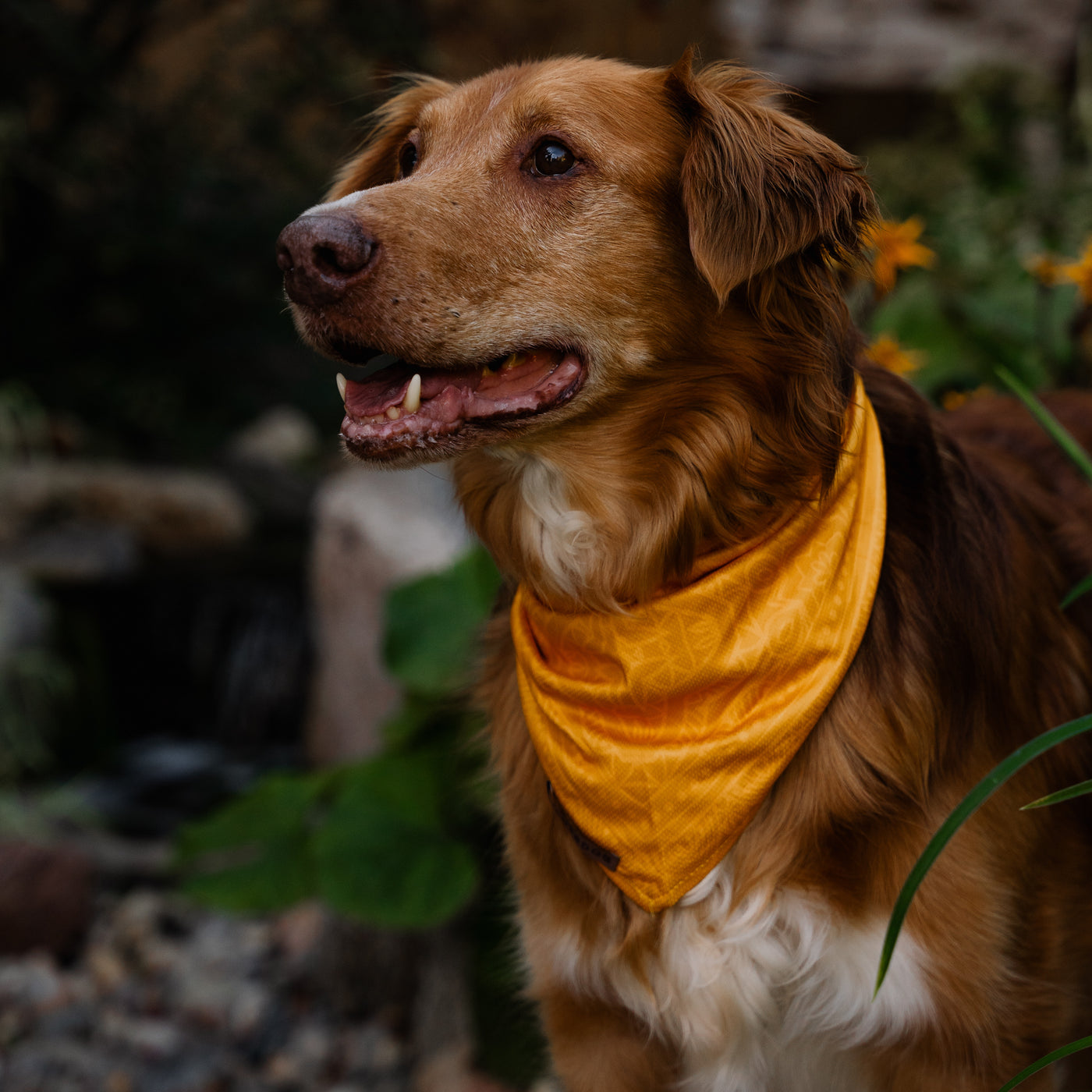 A brown dog with a white chest wears a Mustard Bandana around its neck. The dog looks alert and happy, standing outdoors with lush green plants and a blurred natural background. Its ears are perked up, and its mouth is slightly open, revealing its teeth.