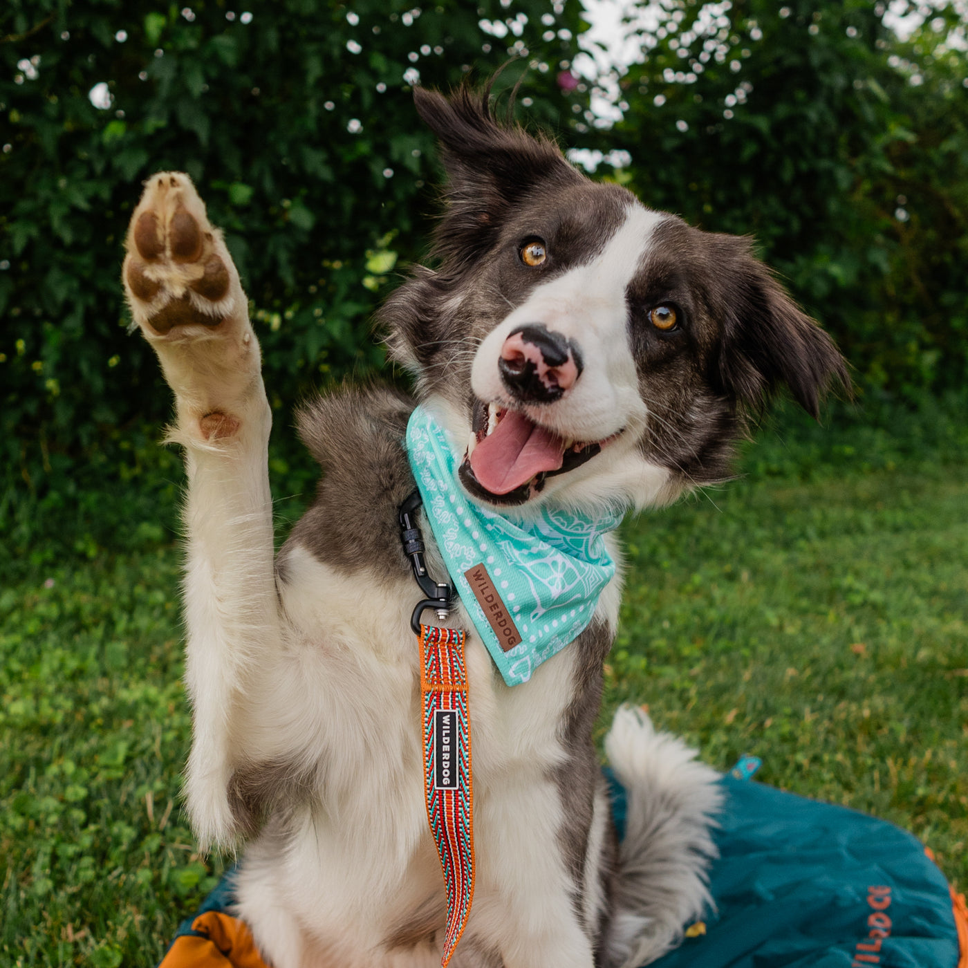 A happy dog with a white and brown coat, wearing an Agave Bandana around its neck, is sitting on grass. The dog has one paw raised in a waving gesture and its tongue is out. There is lush green foliage in the background.