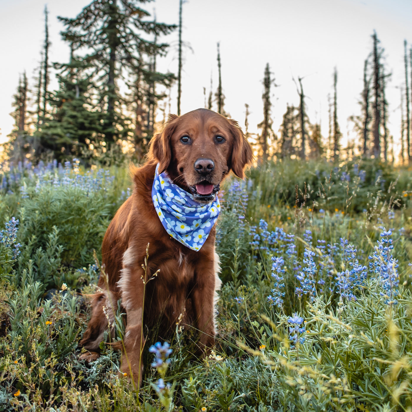 A golden retriever sits among wildflowers, adorned with a quick-drying blue Daisy Bandana. The dog is in a field of lupines, with tall and sparse trees in the background under a clear sky, possibly during sunset or sunrise. The dog's mouth is open, giving the appearance of a smile.