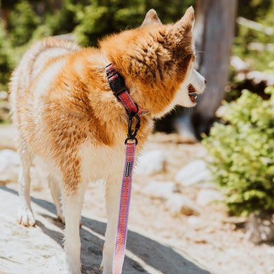 A fluffy brown and white dog with a thick fur coat stands on a rocky surface, looking away from the camera. The dog is wearing a colorful Lilac Ultralight Leash with an aluminum carabiner attachment and collar, and greenery is visible in the sunny background. This ultralight collection accessory adds both style and durability.