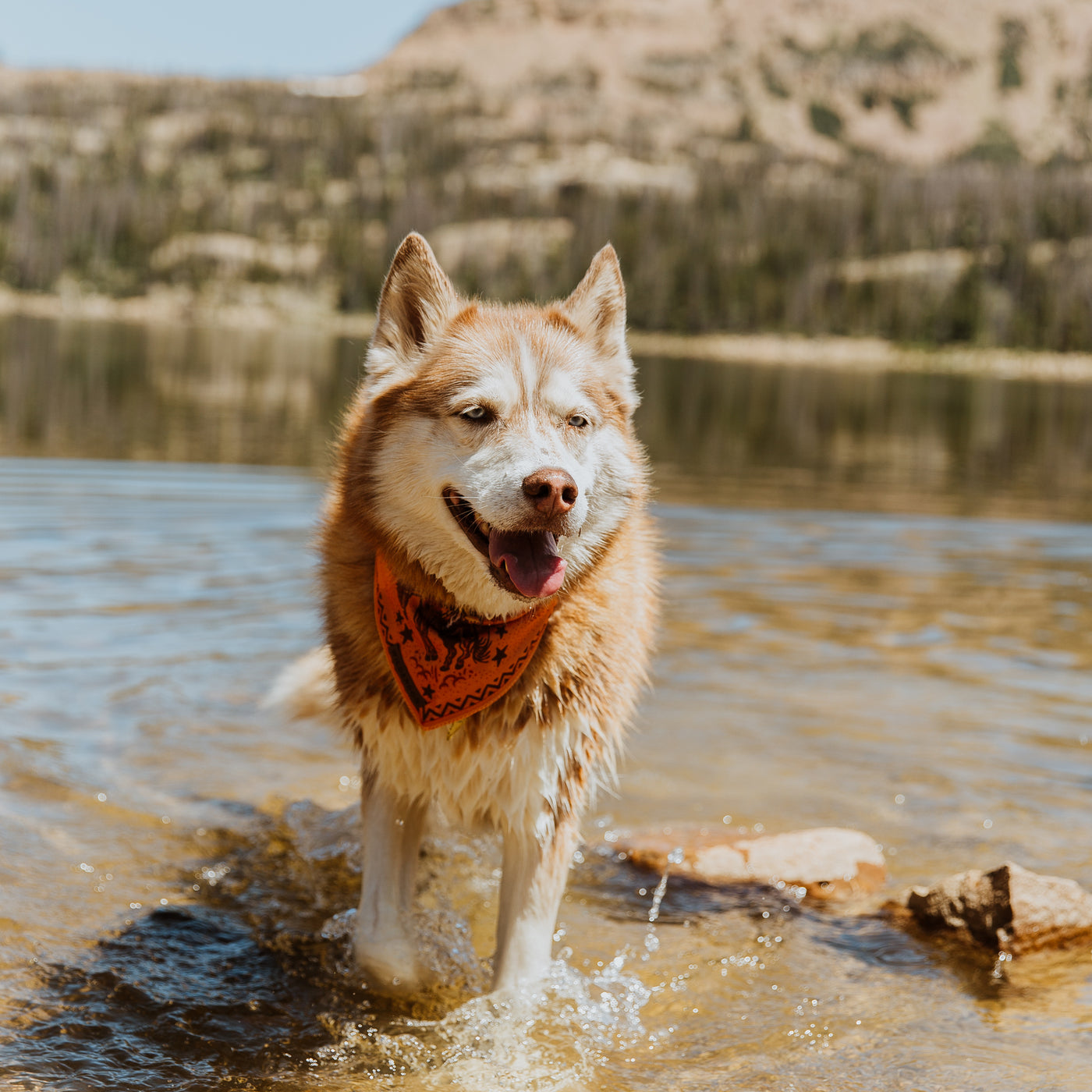 A fluffy husky wearing a Cowpoke Bandana stands in a shallow, clear lake with a mountainous landscape in the background. The dog appears happy with its tongue out, showcasing the ideal trail dog accessory for bright and sunny adventures.