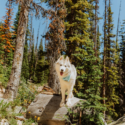 A fluffy white dog with an Agave Bandana, cooled and vibrant in blue, stands on a large fallen tree trunk in a dense forest. Tall trees and lush greenery surround the dog under a clear blue sky, highlighting its lightweight trail accessories.