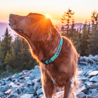 A brown dog with a durable Wilderdog x Stio Ultralight Collar stands on a rocky terrain, looking up towards its left. The sun is setting behind the dog, illuminating its fur with a golden glow. In the background, evergreen trees stretch under a colorful sky.