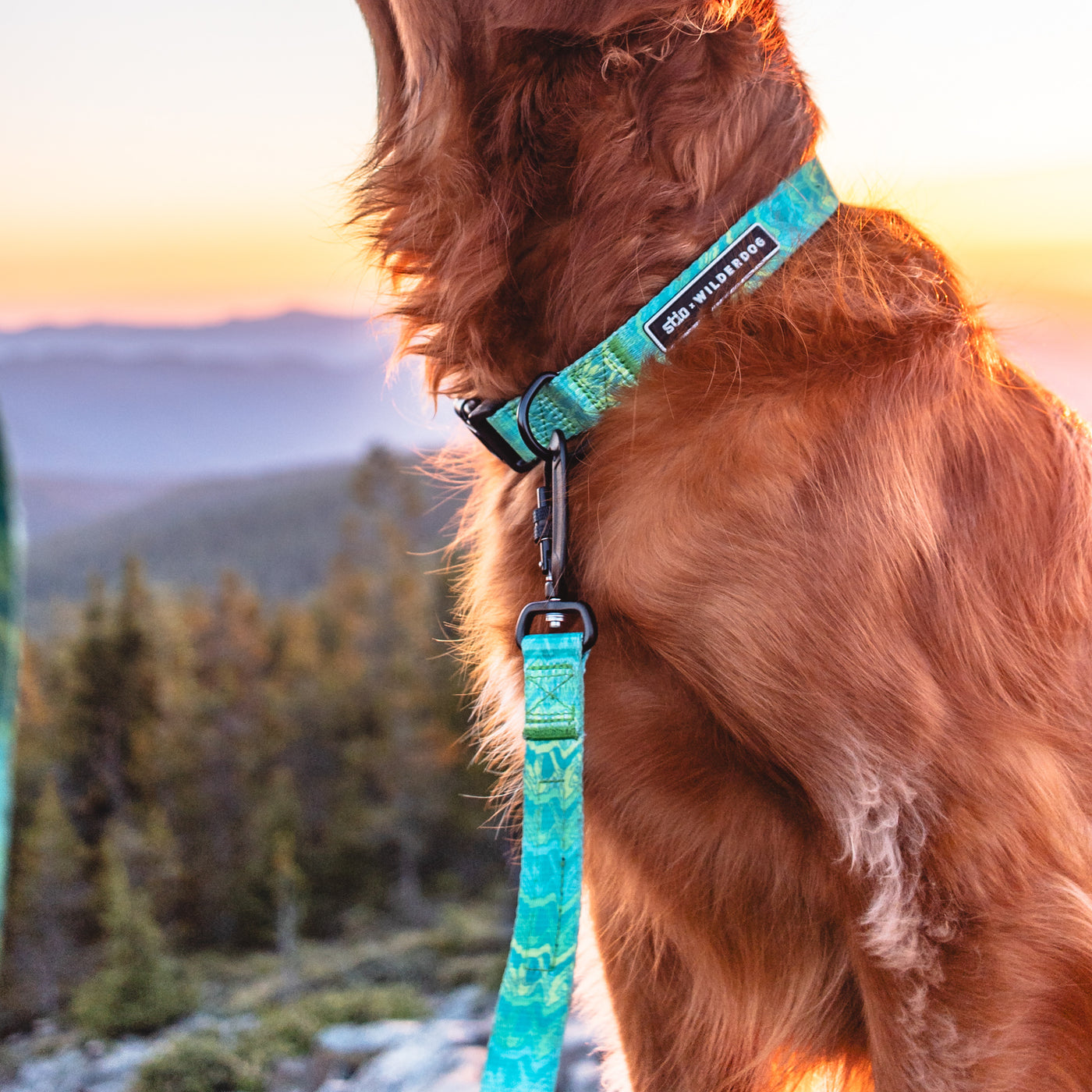 Close-up of a golden retriever wearing a colorful, Teton-inspired collar and the Wilderdog x Stio Ultralight Leash against a scenic mountain backdrop during sunset. The dog’s head is out of frame, focusing on its neck and upper body. The background features forests and distant mountain peaks.